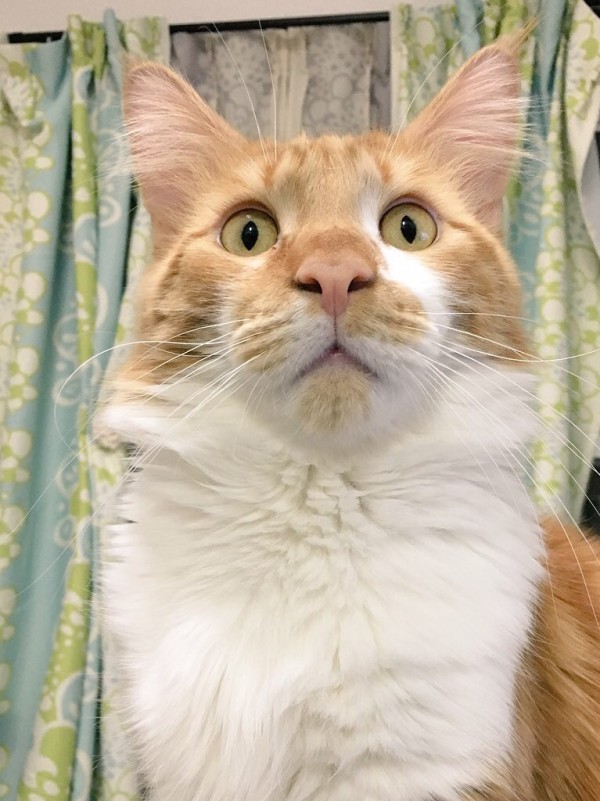 他の猫 可愛がりすぎ こんな顔