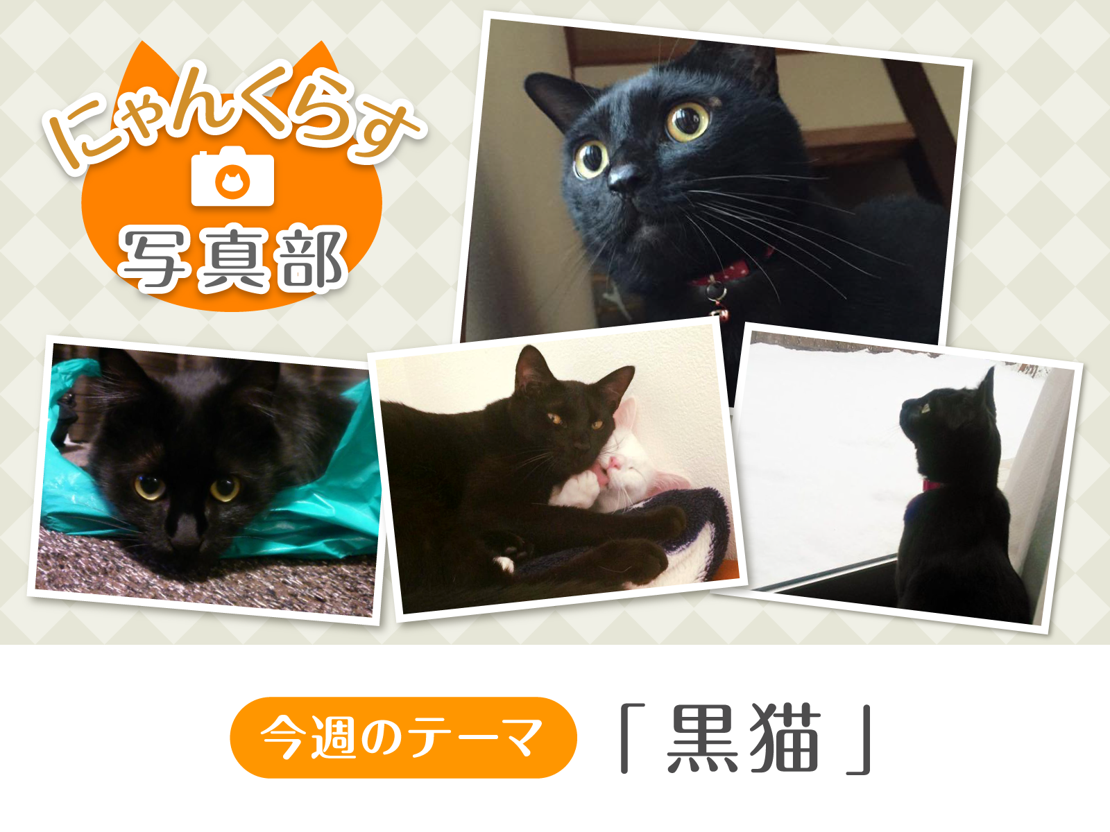 ［ にゃんくらす写真部 ］「黒猫」写真コンテスト結果発表！